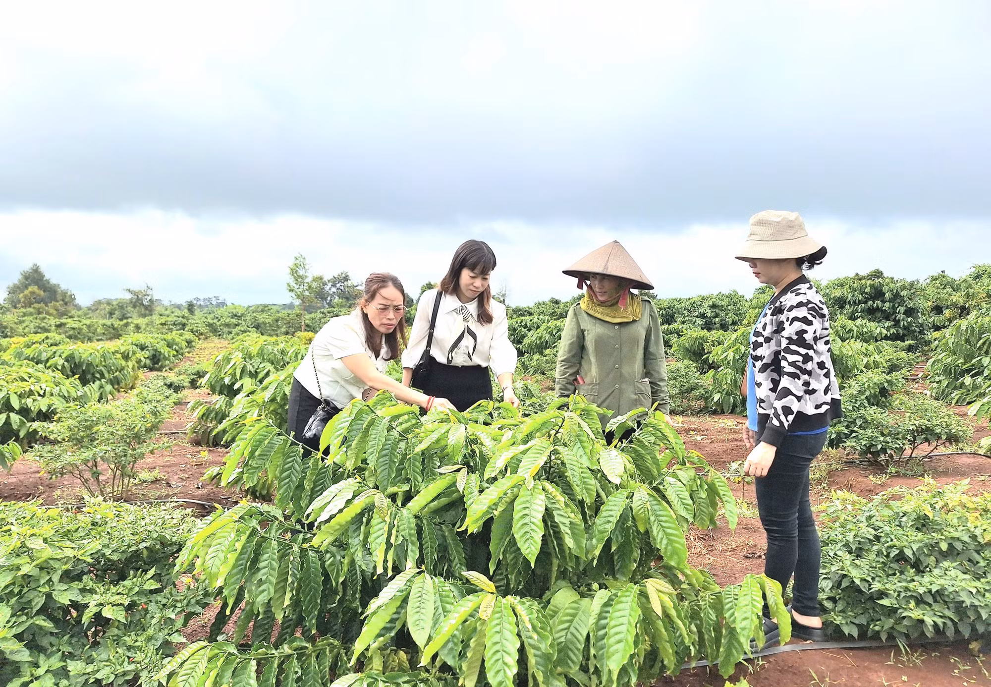 cac-dia-phuong-phia-tay-gia-lai-da-va-dang-tap-trung-huong-dan-nguoi-dan-day-manh-chuyen-doi-co-cau-cay-trong-phu-hop-gan-voi-lien-ket-theo-chuoi-gia-tri-qt.jpg