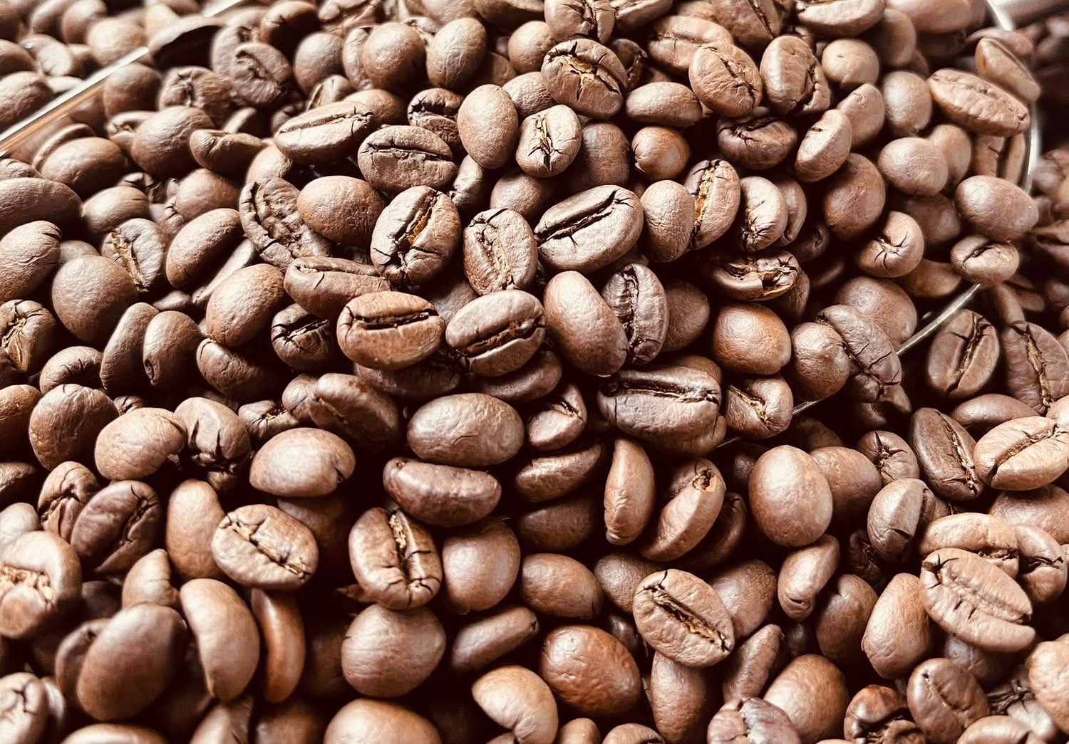 Coffee prices have rebounded, surpassing the 96,000 VND/kg mark.