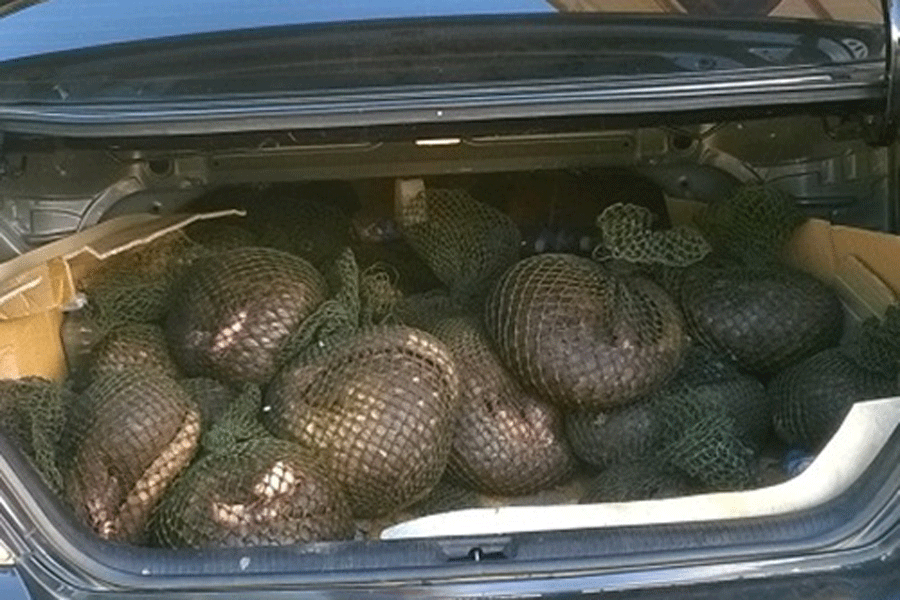 Số lượng lớn loài động vật tê tê Java thu giữ được trên xe ô tô. Ảnh: Xuân Trường Số lượng lớn loài động vật tê tê Java thu giữ được trên xe ô tô. Ảnh: Xuân Trường