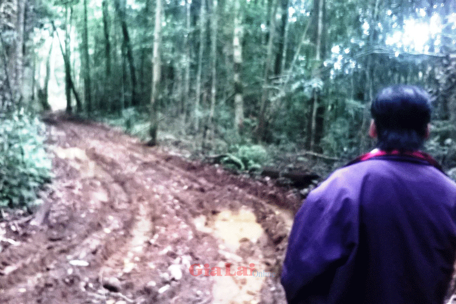 Tuyến đường xương cá luồn sâu vào trong rừng. Ảnh: Nam Hoàng Tuyến đường xương cá luồn sâu vào trong rừng. Ảnh: Nam Hoàng