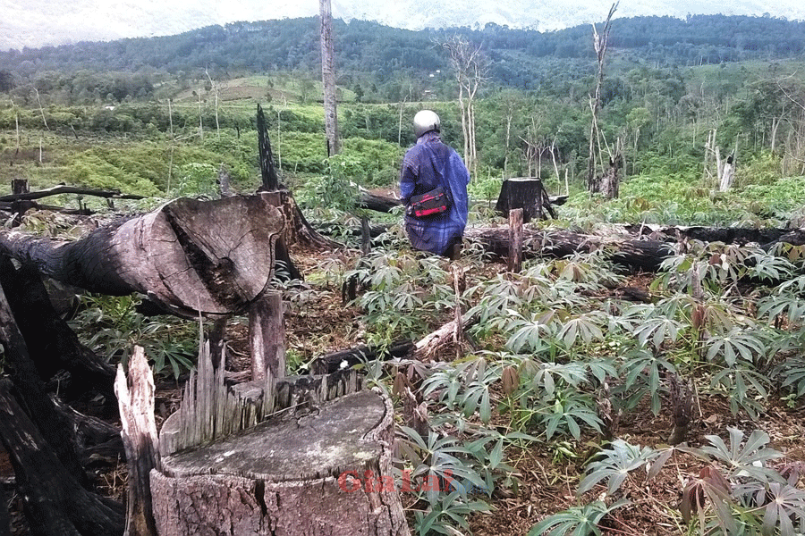 Một khoảng rừng lớn bị người dân chặt hạ để trồng mì. Ảnh: Nam Hoàng Một khoảng rừng lớn bị người dân chặt hạ để trồng mì. Ảnh: Nam Hoàng