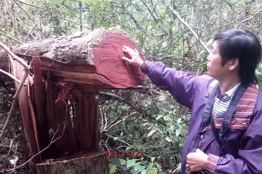 Một gốc cây gỗ lớn mới chị chặt hạ còn rỉ mủ tươi. Ảnh: Nam Hoàng Một gốc cây gỗ lớn mới chị chặt hạ còn rỉ mủ tươi. Ảnh: Nam Hoàng