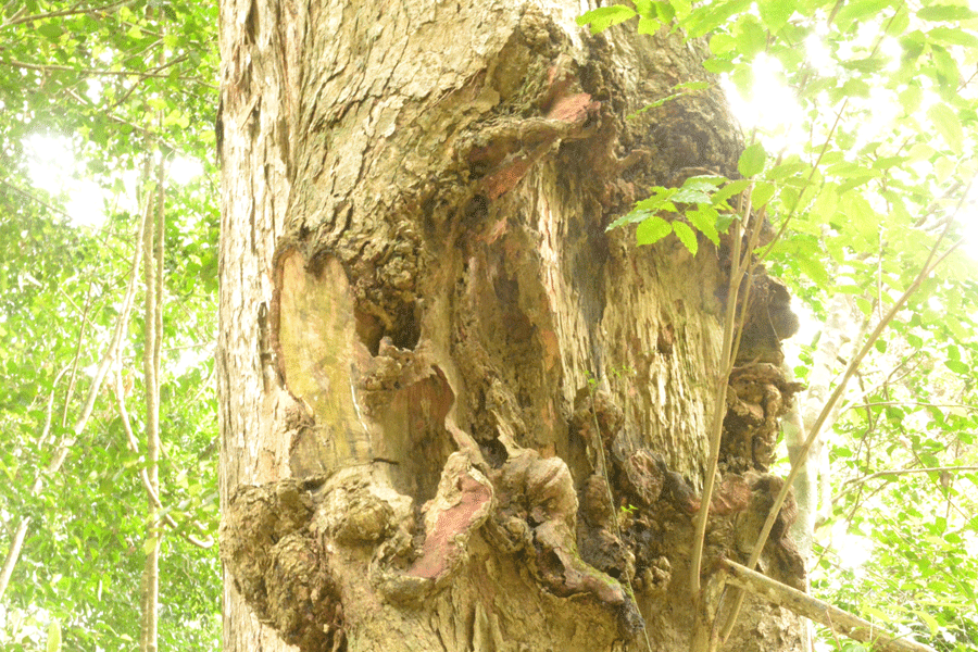 Một phần nu hương đã bị lâm tặc tiện mất. Ảnh: Minh Triều Một phần nu hương đã bị lâm tặc tiện mất. Ảnh: Minh Triều