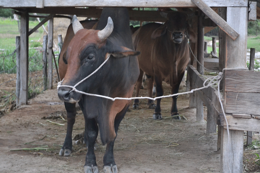 Chăn nuôi gia súc lớn, thế mạnh nổi bật ở Krông Pa. Ảnh: Lê Hòa Chăn nuôi gia súc lớn, thế mạnh nổi bật ở Krông Pa. Ảnh: Lê Hòa