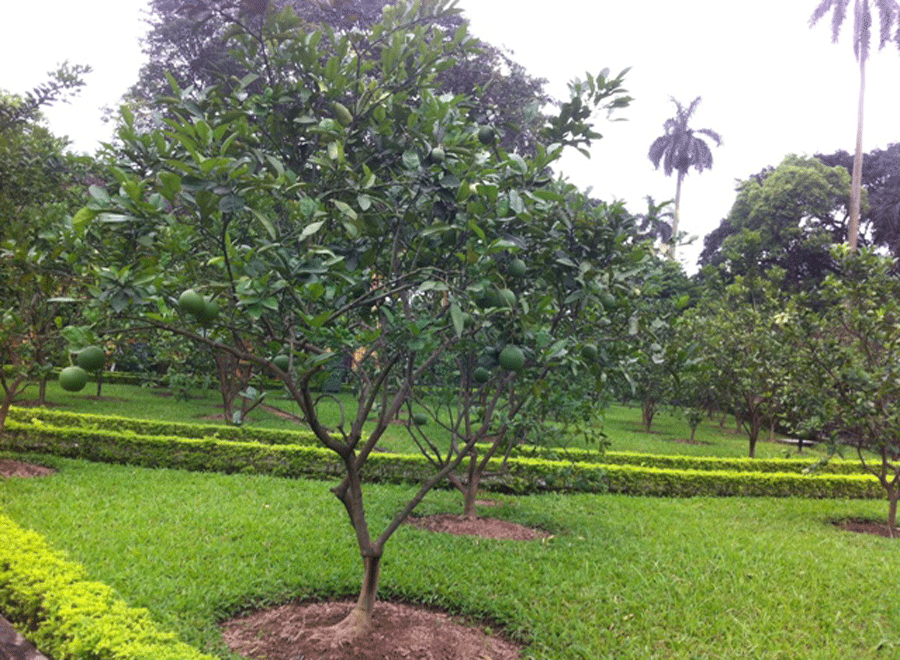 Góc vườn tại Khu di tích Hồ Chí Minh.