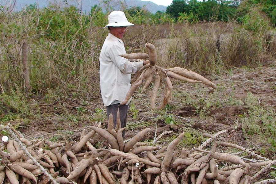 Mỗi năm, hộ gia đình ông Trần Xuân Diến (thị trấn Phú Túc) thu lãi vài trăm triệu từ việc trồng 7 ha mì cao sản. Ảnh: Lê Hòa Mỗi năm, hộ gia đình ông Trần Xuân Diến (thị trấn Phú Túc) thu lãi vài trăm triệu từ việc trồng 7 ha mì cao sản. Ảnh: Lê Hòa