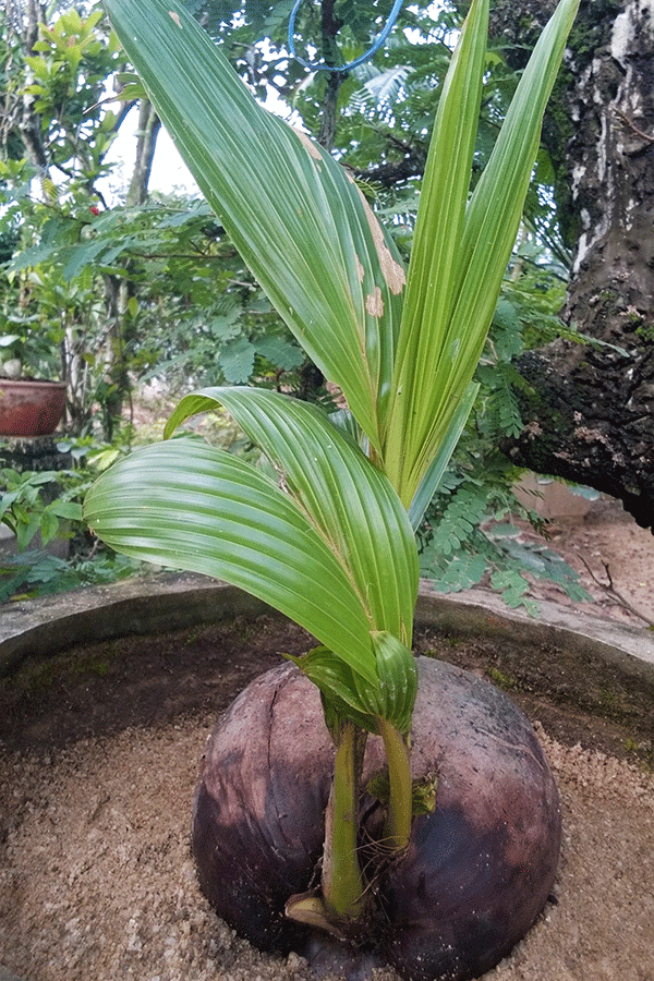 Trái dừa khô mọc hai cây tại nhà ông Phước. Ảnh: Quang Trung