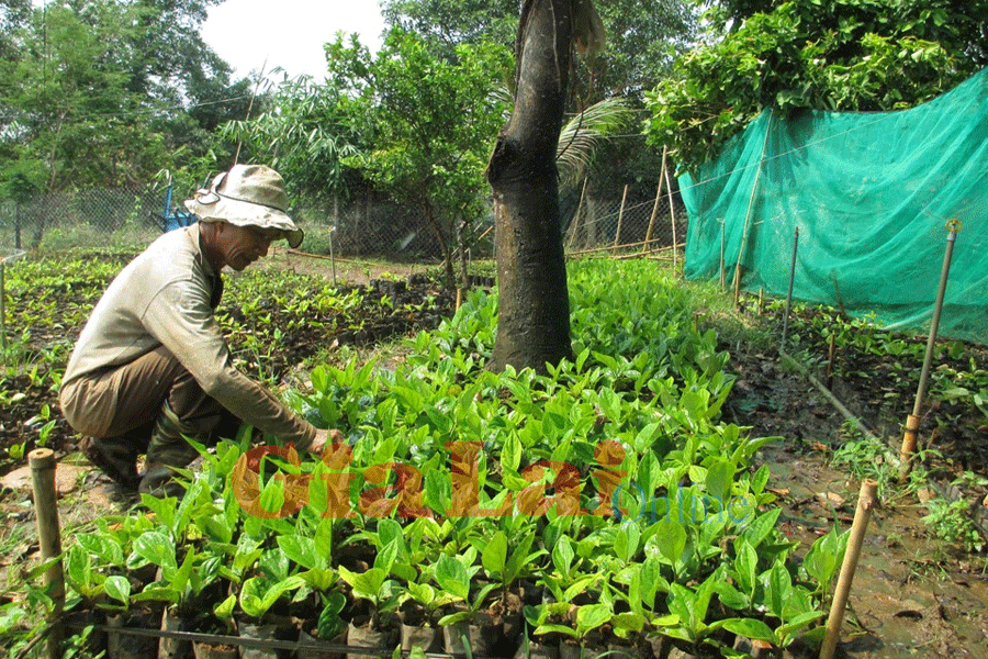 Cây trầu không Amazon được ông Giải trồng dùng lấy gốc để ghép với cây tiêu. Ảnh: Quang Tấn