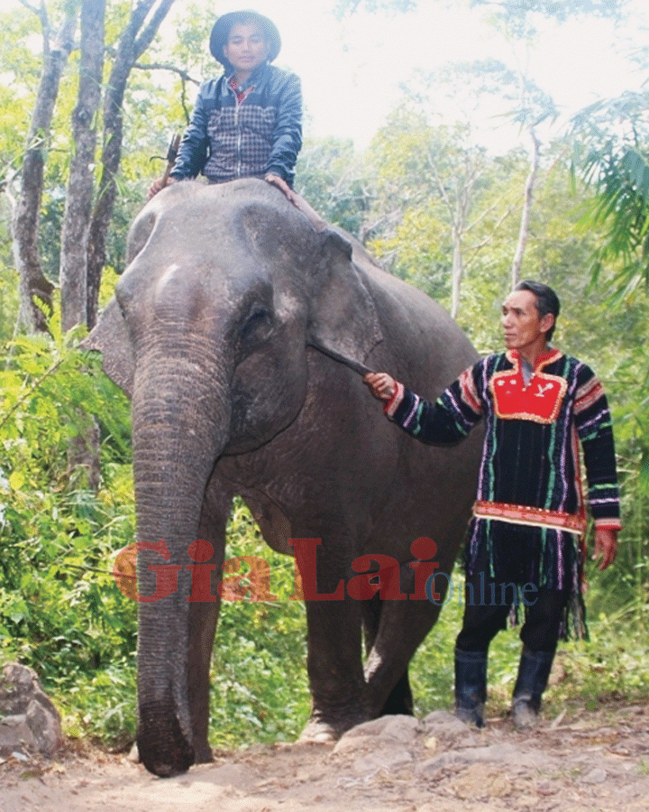  Quản tượng Ksor Chăm và con voi nhà cuối cùng ở bắc Tây Nguyên. Ảnh: Ảnh: Đức Phương