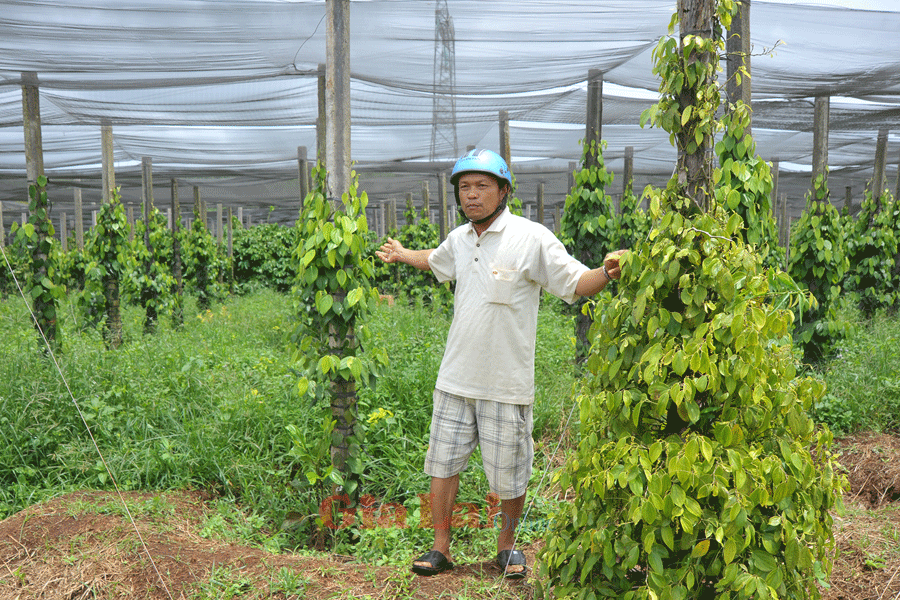 Trái ngược với tiêu bản địa, giống tiêu lạ phát triển nhanh và mạnh hơn gấp nhiều lần. Ảnh: Nguyễn Giác Trái ngược với tiêu bản địa, giống tiêu lạ phát triển nhanh và mạnh hơn gấp nhiều lần. Ảnh Nguyễn Giác