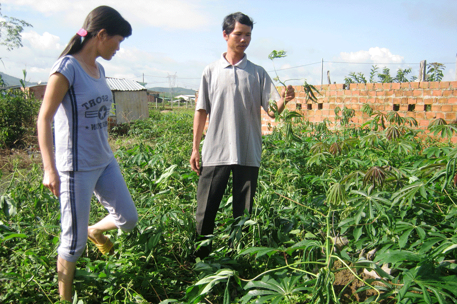 Vợ chồng anh Hoàng Văn Thương bên vạt mì bị héo lá sau khi tưới nước khoảng 30 phút. Ảnh: Nam Hoàng Vợ chồng anh Hoàng Văn Thương bên vạt mì bị héo lá sau khi tưới nước khoảng 30 phút. Ảnh: Nam Hoàng
