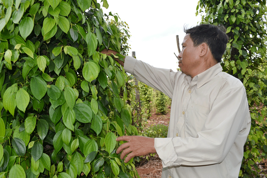 Tiêu là cây đem lại lợi nhuận lớn cho nhiều người dân Hòa Sơn hôm nay. Ảnh: Lê Hòa Tiêu là cây đem lại lợi nhuận lớn cho nhiều người dân Hòa Sơn hôm nay. Ảnh: Lê Hòa