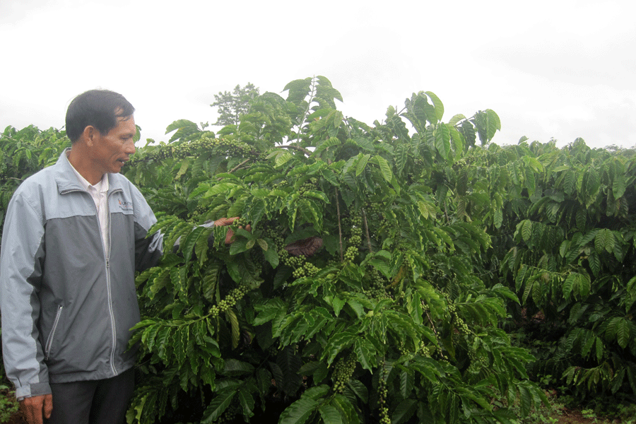 Vườn cà phê tái canh của ông Nguyễn Văn Cừ ước đạt năng suất 18 đến 20 tấn/ha. Ảnh: Tú Uyên