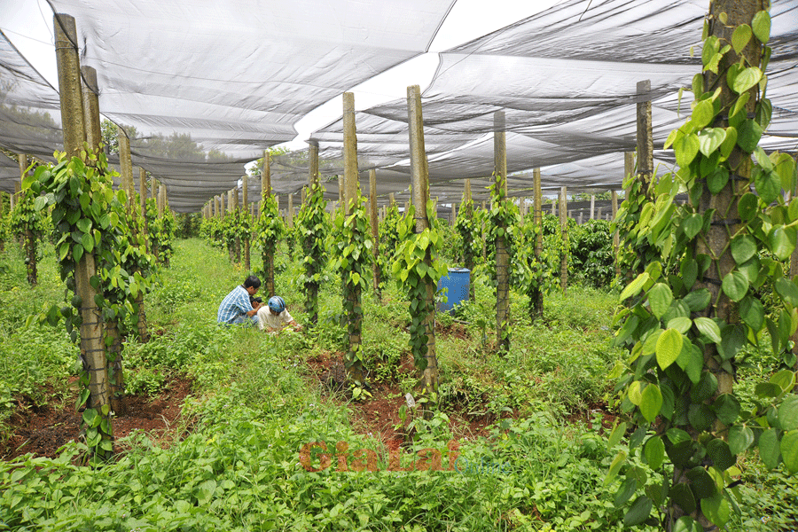 Vườn tiêu của ông Thái Ngô Hùng-xã Chư Pơng-đang phát triển xanh tốt sau hơn 10 tháng trồng thử nghiệm. Ảnh: Nguyễn Giác Vườn tiêu của ông Thái Ngô Hùng-xã Chư Pơng-đang phát triển xanh tốt sau hơn 10 tháng trồng thử nghiệm. Ảnh Nguyễn Giác