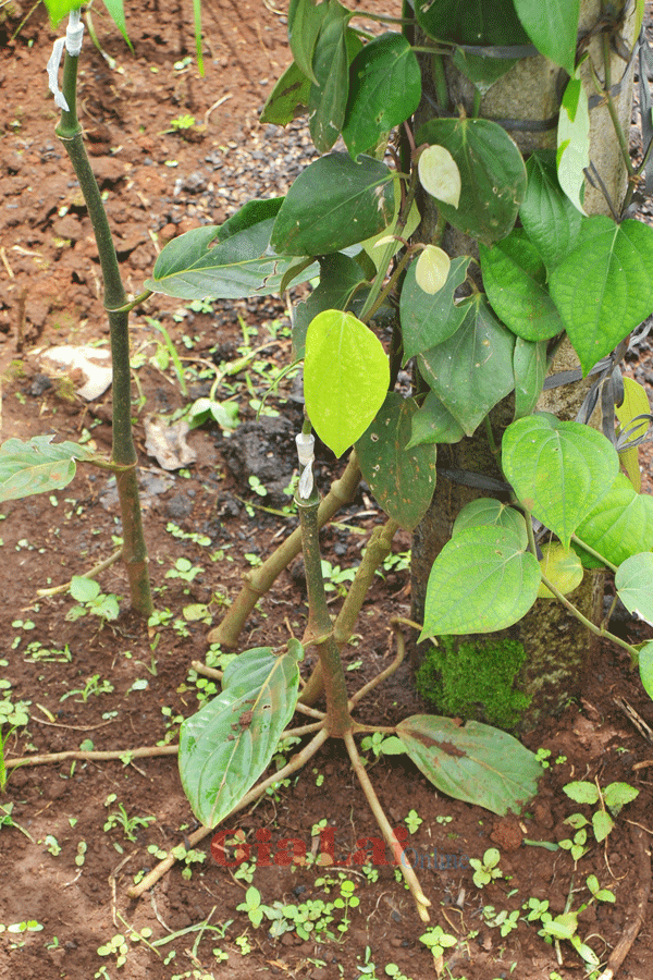 Gốc ghép có phần rễ phát triển mạnh, rễ nhiều, chịu được ngập úng. Ảnh: Nguyễn Giác Gốc ghép có phần rễ phát triển mạnh, rễ nhiều, chịu được ngập úng. Ảnh Nguyễn Giác