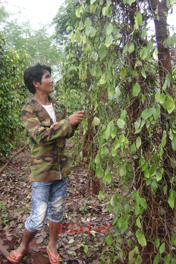 Người dân cần nâng cao cảnh giác, không nên vì lợi ích kinh tế trước mắt mà thu gom, buôn bán gốc, rễ tiêu. Ảnh: Lê Hòa Người dân cần nâng cao cảnh giác, không nên vì lợi ích kinh tế trước mắt mà thu gom, buôn bán gốc, rễ tiêu. Ảnh: Lê Hòa