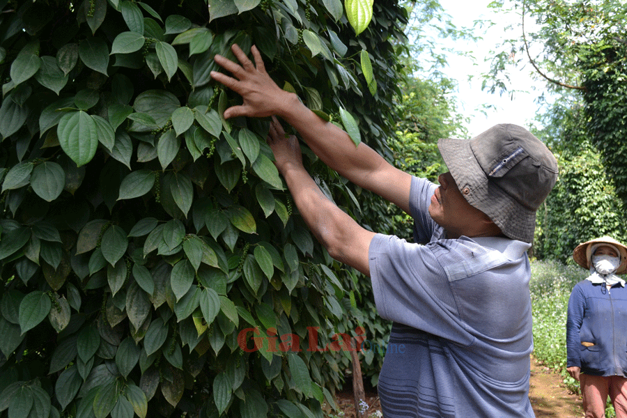 Chư Sê là vựa tiêu lớn của cả nước và hồ tiêu là mặt hàng nông nghiệp xuất khẩu mũi nhọn của nước ta. Ảnh: Lê Hòa Chư Sê là vựa tiêu lớn của cả nước và hồ tiêu là mặt hàng nông nghiệp xuất khẩu mũi nhọn của nước ta. Ảnh: Lê Hòa