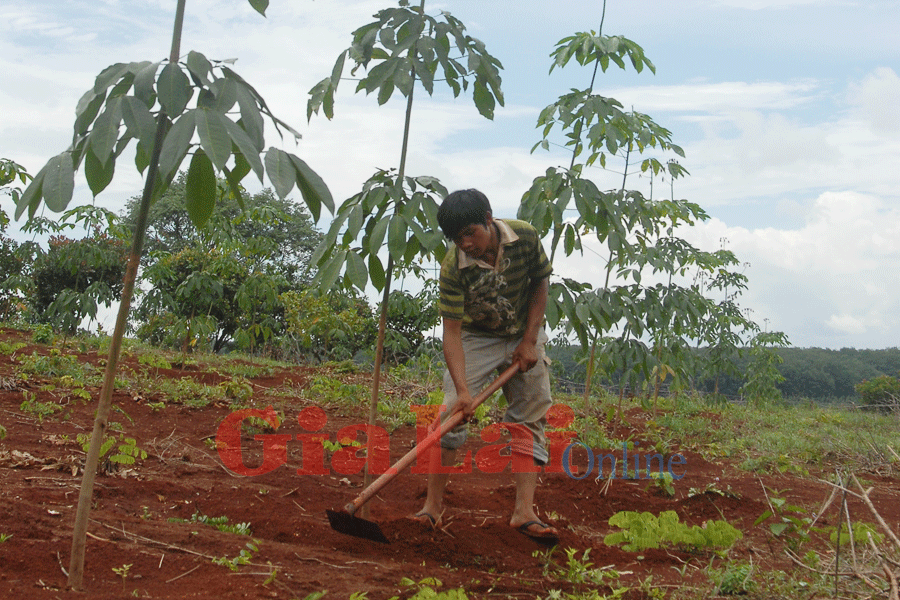 Chăm sóc vườn cây cao su tiểu điền. Ảnh: Văn Nguyên Chăm sóc vườn cây cao su tiểu điền. Ảnh: Văn Nguyên