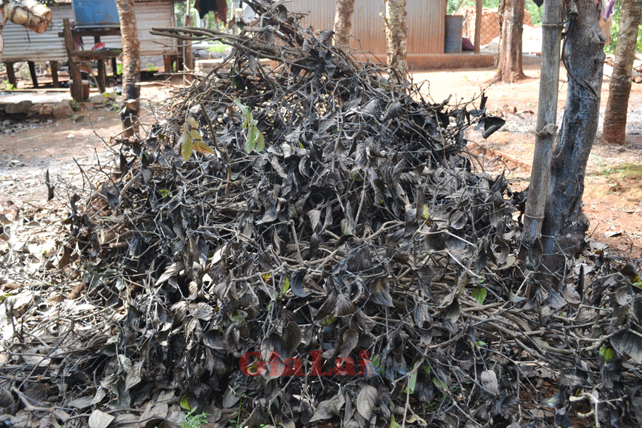Rễ tiêu khô được gom hầu hết là từ tiêu chết hoặc các vườn tiêu già cỗi được phá bỏ để tái canh. Ảnh: Lê Hòa Rễ tiêu khô được gom hầu hết là từ tiêu chết hoặc các vườn tiêu già cỗi được phá bỏ để tái canh. Ảnh: Lê Hòa