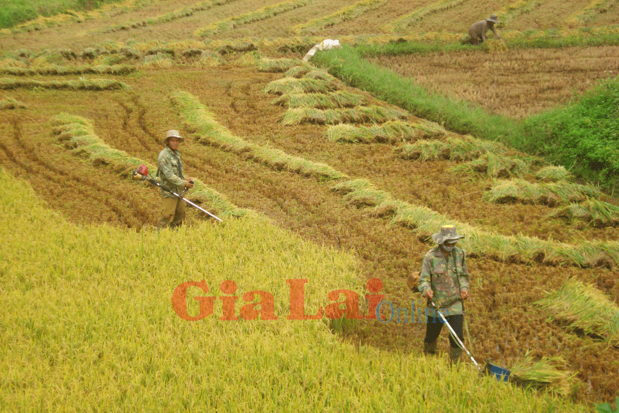 Ảnh: Nguyễn Hồng Ảnh: Nguyễn Hồng