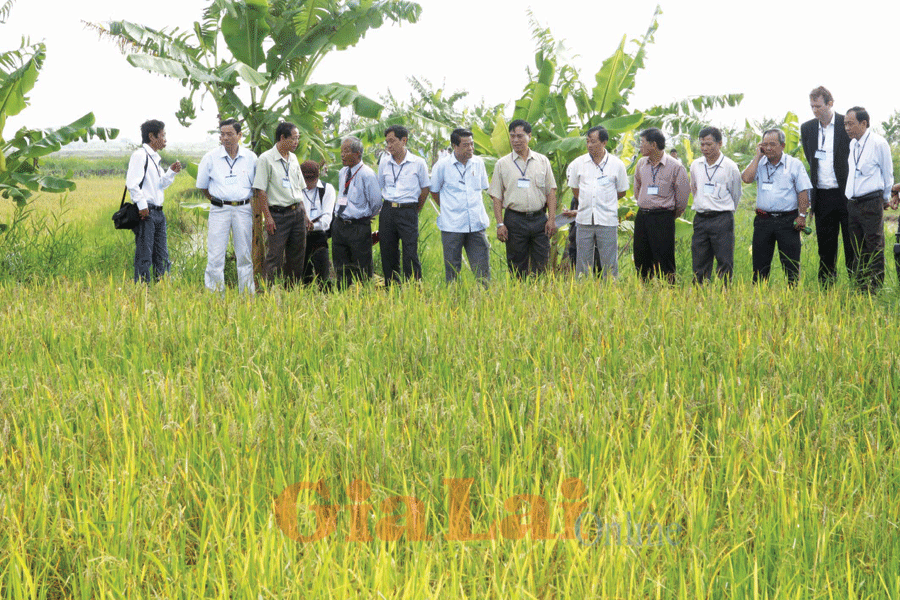 Chuyển giao giống lúa mới. Ảnh: B.N  Chuyển giao giống lúa mới. Ảnh: B.N