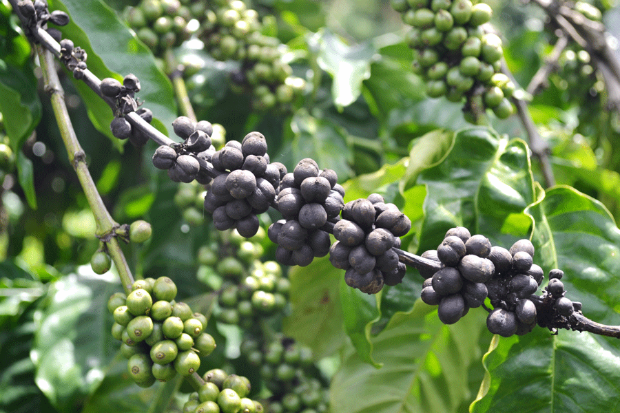 Cây rụng trái vì bệnh nấm hồng cà phê