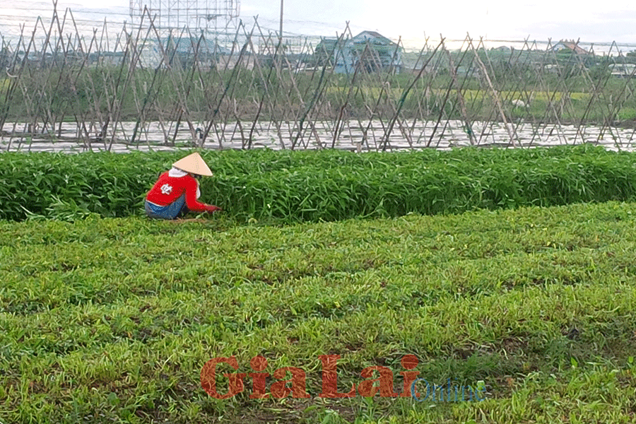 Nông dân An Phú thu hoạch rau muống. Ảnh: Lê Hòa  Nông dân An Phú thu hoạch rau muống. Ảnh: Lê Hòa