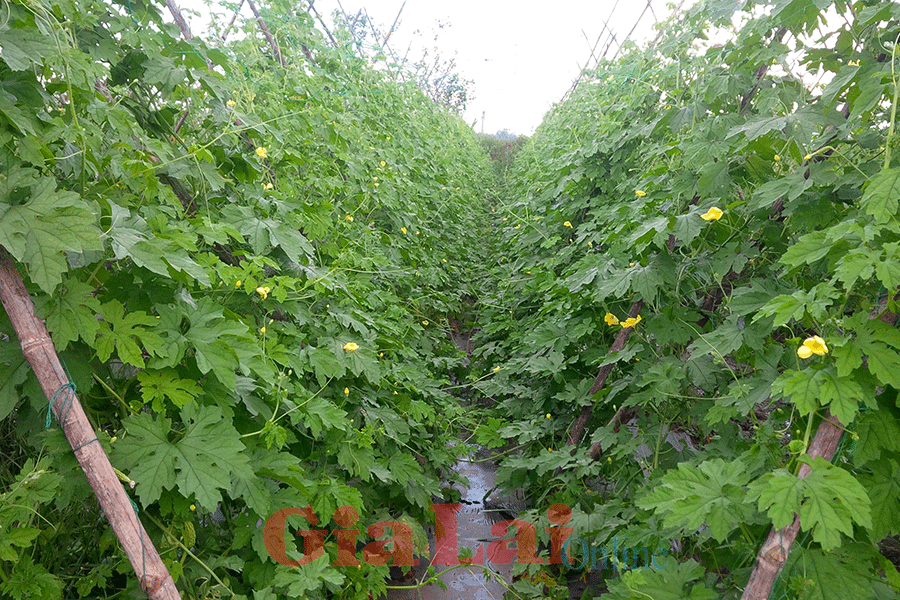 Ở An Phú bây giờ, nếu không phun các loại thuốc thì rau không thể “cho ăn”. Ảnh: Lê Hòa Ở An Phú bây giờ, nếu không phun các loại thuốc thì rau không thể “cho ăn”. Ảnh: Lê Hòa