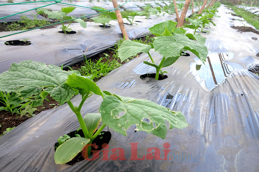 Suốt chu kỳ trồng dưa leo, sơ sơ cũng phải có đến vài chục lần phun các loại thuốc. Ảnh: Lê Hòa Suốt chu kỳ trồng dưa leo, sơ sơ cũng phải có đến vài chục lần phun các loại thuốc. Ảnh: Lê Hòa