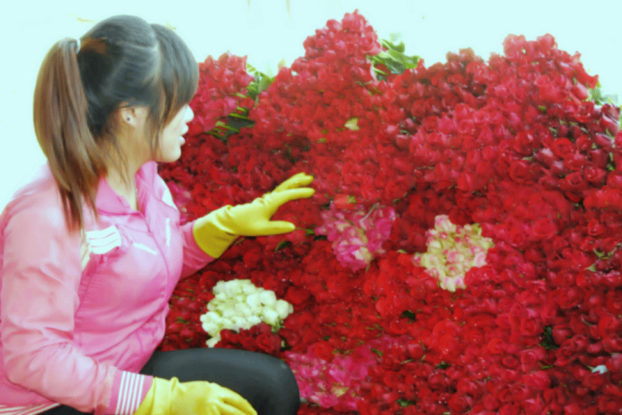 Thu hoạch hoa hồng tại Vạn Thành, TP. Đà Lạt. Ảnh: Ngô Khắc Lịch Thu hoạch hoa hồng tại Vạn Thành, TP. Đà Lạt. Ảnh: Ngô Khắc Lịch