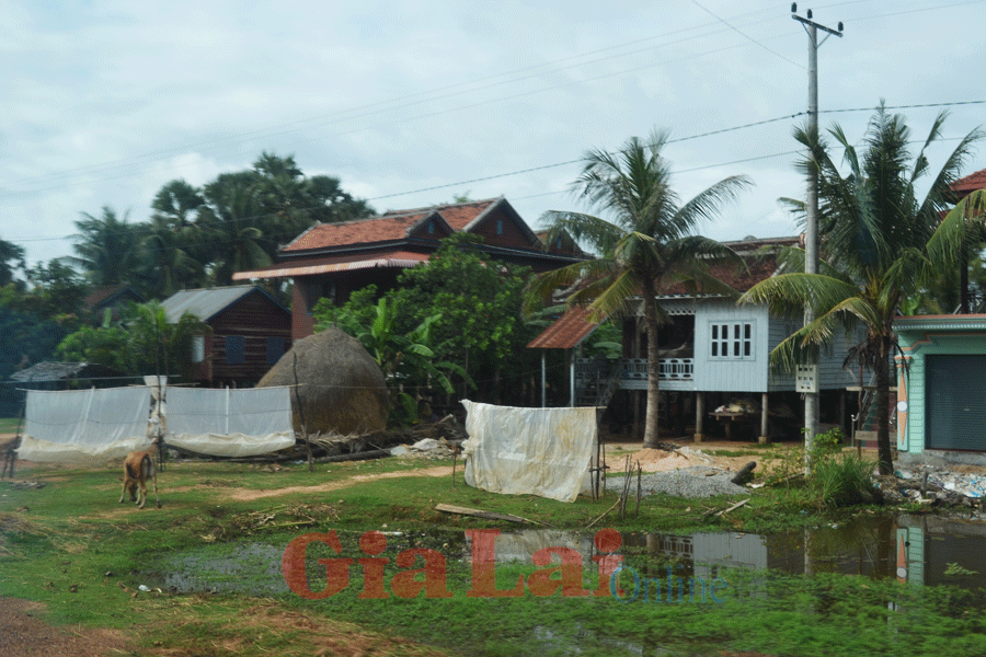 Bẫy bắt côn trùng. Ảnh: Bích Nga