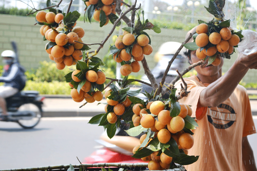 Tưới nước giữ cho thanh trà được tươi ngon. Ảnh: Lê Hòa