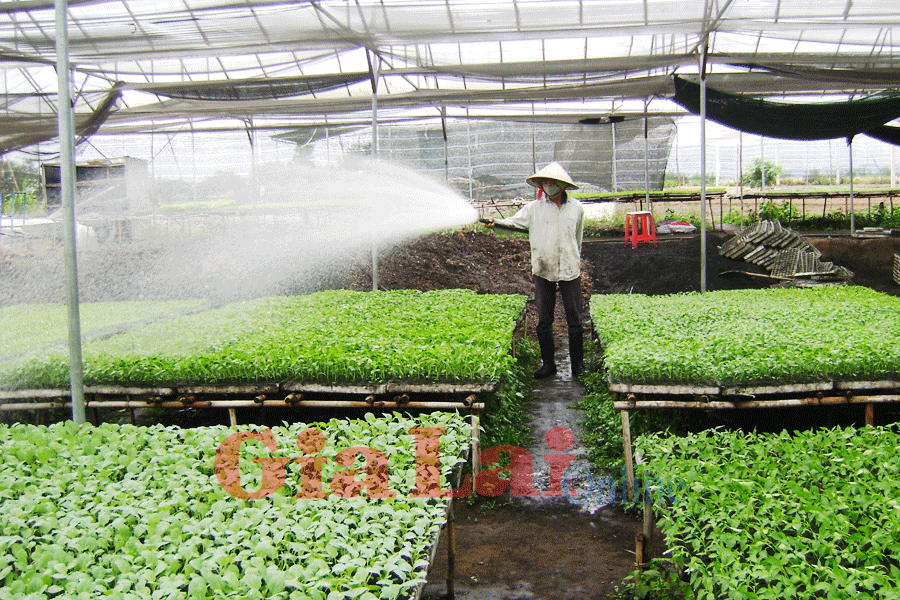 Ảnh: Anh Khoa Ảnh: Anh Khoa