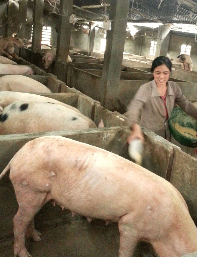Trang trại heo của chị Trần Thị Quyên mỗi năm thu tiền tỷ. Ảnh: Đức Phương Trang trại heo của chị Trần Thị Quyên mỗi năm thu tiền tỷ. Ảnh: Đức Phương