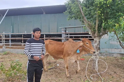 Trao bò giống cho 3 hộ nghèo huyện Đak Pơ