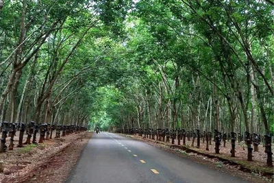 Chi nhánh Ngân hàng Phát triển khu vực Gia Lai-Kon Tum thực hiện chính sách tín dụng đầu tư của Nhà nước