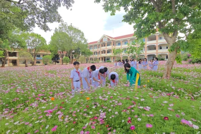 Hơn 1.000 m² hoa sao nhái tô điểm cảnh quan Trường THCS Nguyễn Du. Ảnh: Bá Bính