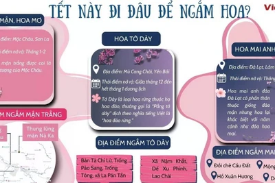 Gợi ý những điểm đến ngắm hoa dịp Tết Ất Tỵ