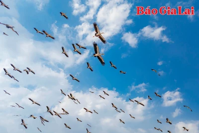Chiêm ngưỡng hàng trăm con cò ốc quý hiếm bay lượn trên cánh đồng ở xã Ia Mrơn