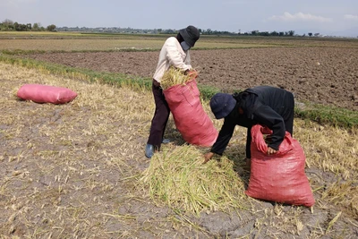 Đak Đoa: 48,5 ha lúa Đông Xuân bị khô hạn