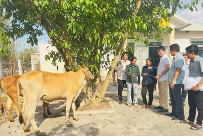 Ayun Pa hỗ trợ bò giống lai sinh sản cho 6 hộ nghèo, cận nghèo 