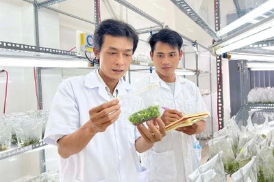 Gia Lai: Phấn đấu đến năm 2030, trí thức có trình độ đại học trở lên chiếm khoảng 77% 