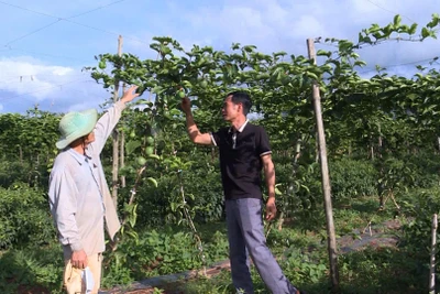 Thúc đẩy hợp tác xã vùng đồng bào dân tộc thiểu số phát triển