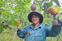Tây Gia Lai khởi sắc với nông nghiệp hữu cơ: Từ cà phê, chanh dây đến rau sạch