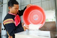 Tạo sinh kế bền vững cho thanh niên Jrai từ mô hình hợp tác xã.