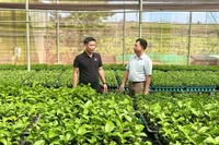 Chư Sê bứt phá với nông nghiệp công nghệ cao.