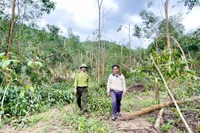 Người dân “não ruột” vì keo gãy trắng sau bão