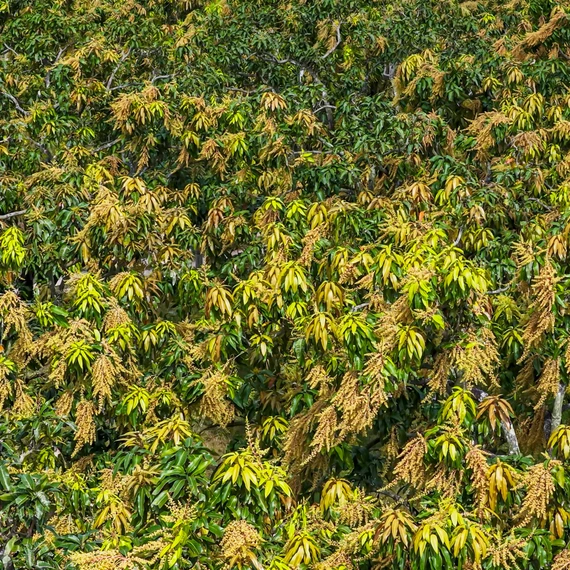 Mùa hoa xoài dát vàng miền cát trắng Hòa Hội.