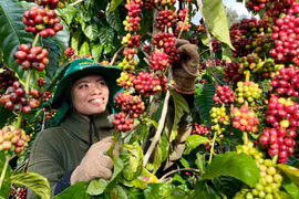 Gia Lai có hơn 100.600 ha cà phê. Đây là nguồn nguyên liệu để các nhà sản xuất xây dựng thương hiệu cà phê đã qua chế biến. Ảnh: V.T