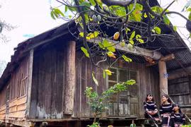Tây Nguyên: Nhịp sống mới dưới những nếp nhà xưa 